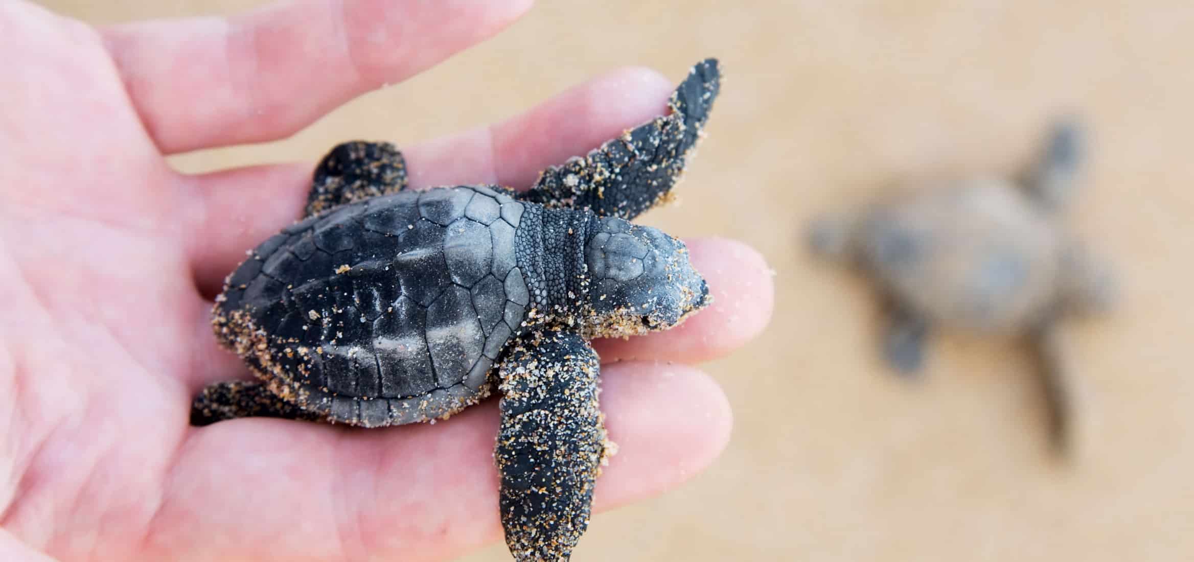 Noord Cyprus schildpadden